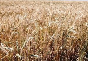نرخ خرید تضمینی گندم ابلاغ شد