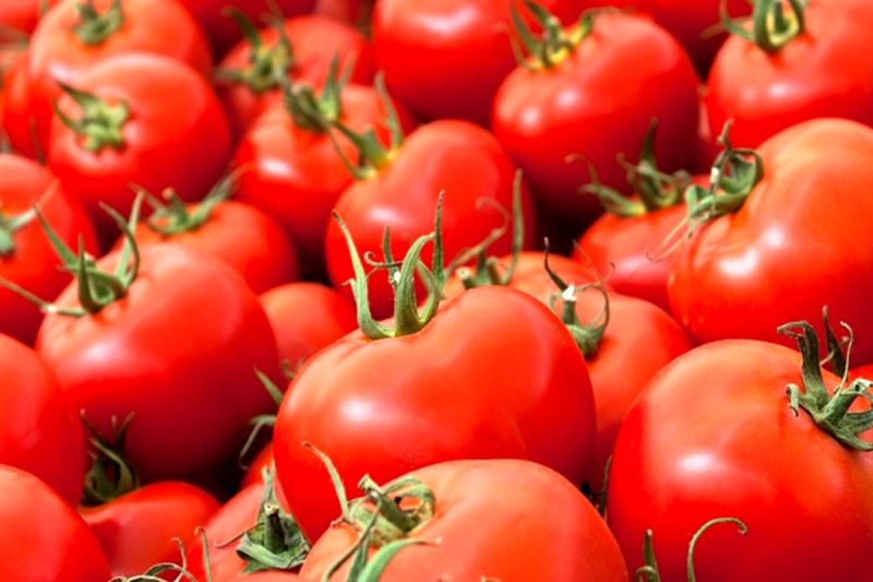 صادرات گوجه فرنگی ممنوع می شود