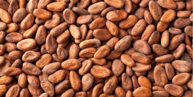 قیمت کاکائو افزایش یافت