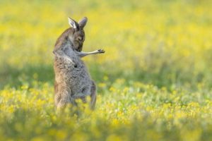 کانگورویی که گیتار می‌زند + عکس
