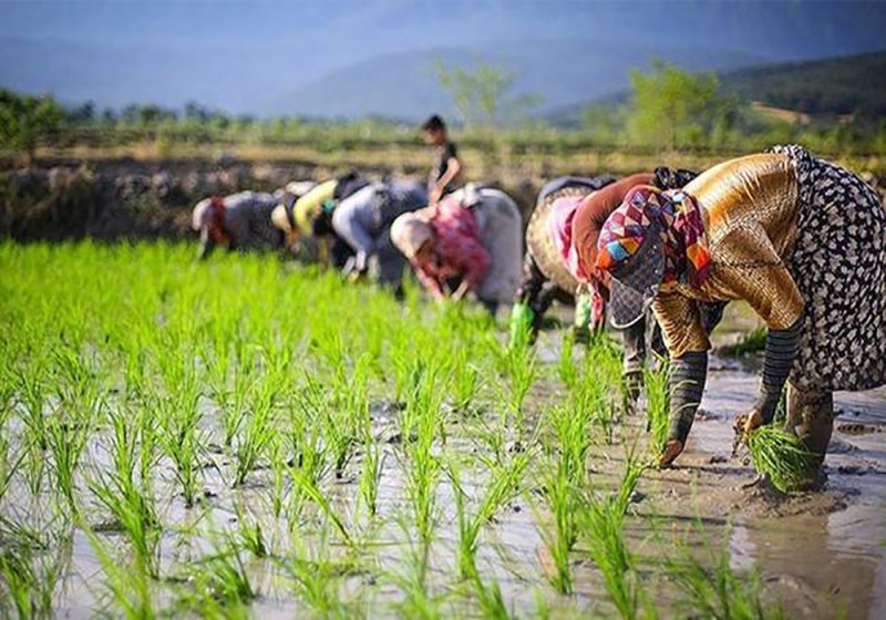 رتبه ۱۴ ایران در تولید برنج در آسیا