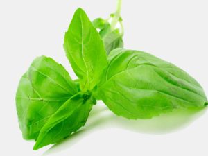با روش تهیه و خواص درمانی دمنوش (چای) ریحان آشنا شوید