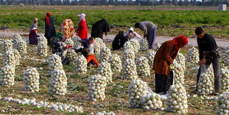 ۵۵ درصد تعاونی‌های کشور در بخش کشاورزی فعال هستند