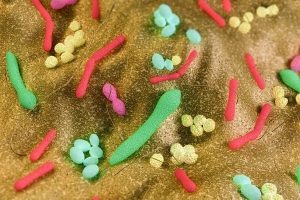 این میکروب ها می توانند باعث چاقی شوند