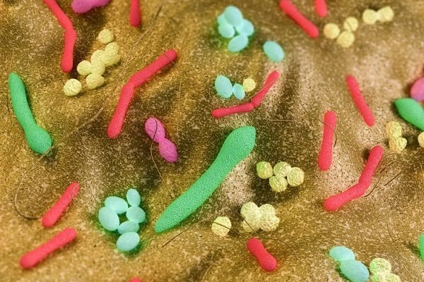 این میکروب ها می توانند باعث چاقی شوند