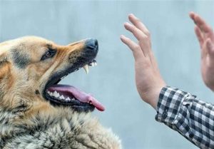 تصاویر دلخراش از حمله سگ‌های ولگرد به یک دختر دانش‌آموز | عکس