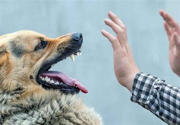 تصاویر دلخراش از حمله سگ‌های ولگرد به یک دختر دانش‌آموز | عکس