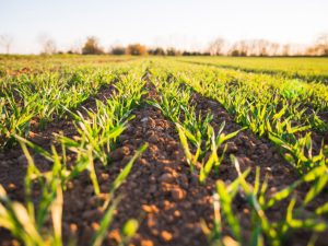 کشت پاییزه امسال با کمبود کود روبه‌رو است