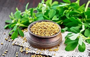 شنبلیله؛ طلای تلخ برای تنظیم قند خون و تسکین دردهای پنهان