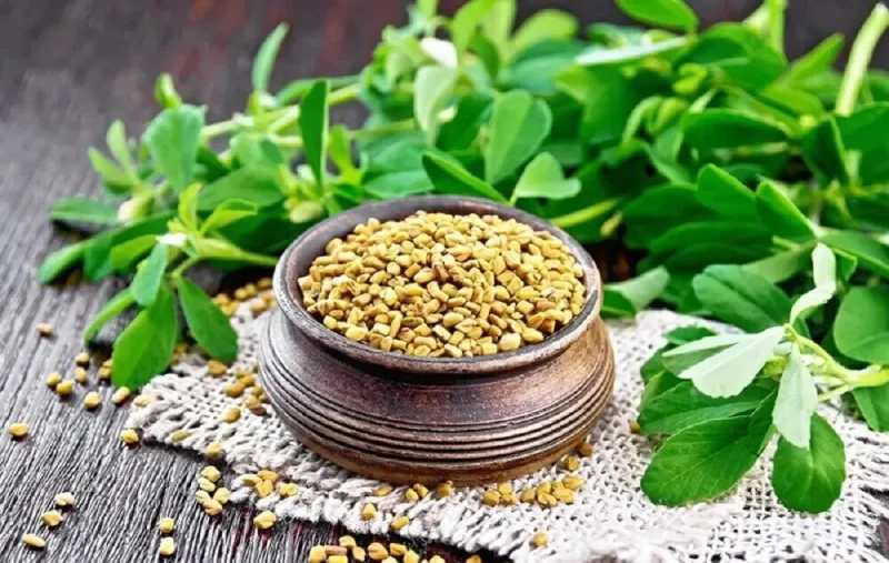 شنبلیله؛ طلای تلخ برای تنظیم قند خون و تسکین دردهای پنهان