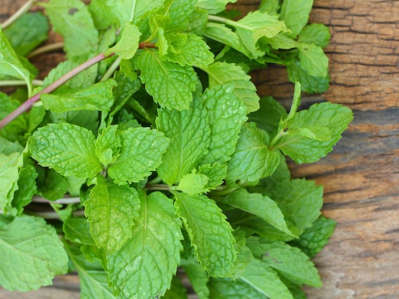 نعناع؛ رایحه‌ای آرام‌بخش با خواص درمانی برای ذهن، پوست و گوارش