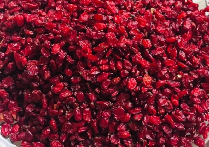 زرشک؛ الماس سرخِ کوهستان در نبرد با تلخیِ خون