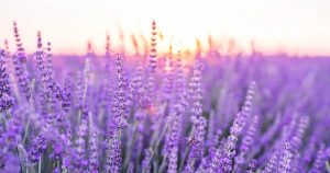 اسطوخودوس؛ زمزمه‌ای بنفش در آرام‌ترین غروب‌های جهان