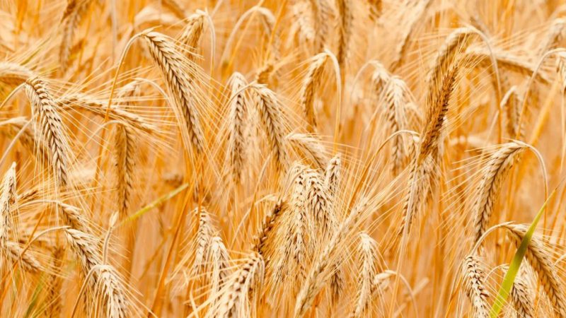 کاهش ۲۱ درصدی خرید تضمینی گندم نسبت به سال قبل
