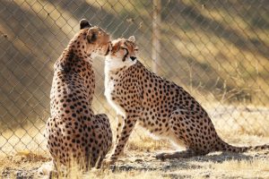 یوز های ایرانی به خط پایان نزدیک شدند