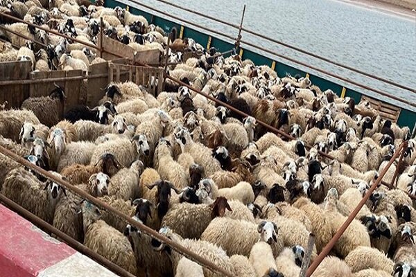 قیمت دام زنده امروز ۱۳ شهریور ۱۴۰۴