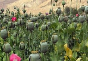 مجازات شدید و تلخی در انتظار کشت غیرقانونی خشخاش است