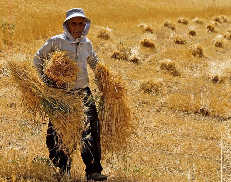 ۹۵ درصد طلب گندم‌کاران پرداخت شد