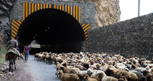 جاده چالوس به دلیل تردد احشام بسته است