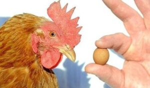 تخم‌ مرغ یا تخم‌ کفتر؟ آب رفتن اندازه تخم مرغ ها در برخی از فروشگاه های زنجیره ای