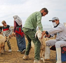 تب‌ برفکی در کشور کنترل شد