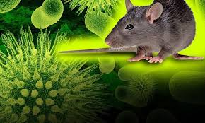 هانتاویروس چیست و چه علائمی دارد؟